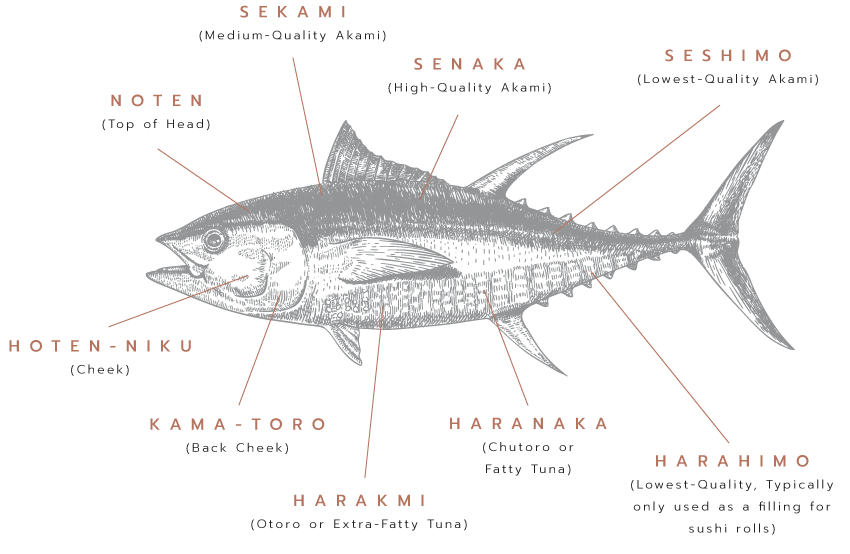 Diagram of a Fish